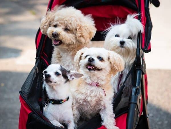 best dog stroller , dog adoption , bonevoyagedogrescue