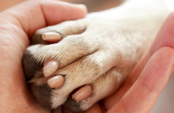 how many toes does a dog have