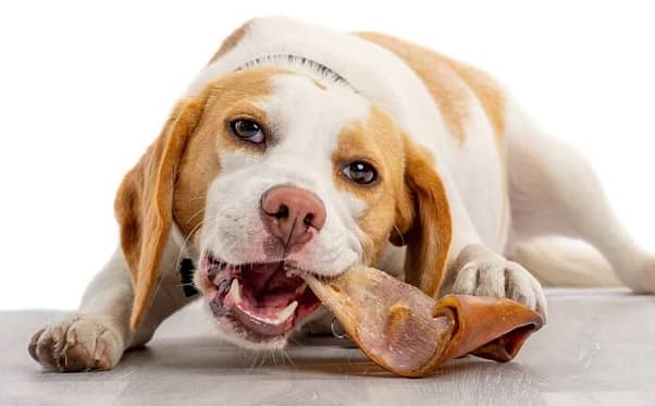 pig ears for dogs