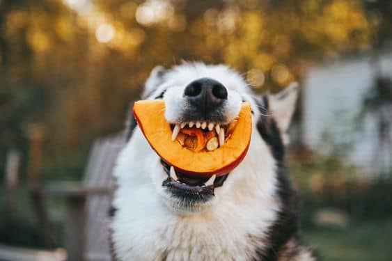 Can Dogs Eat Squash