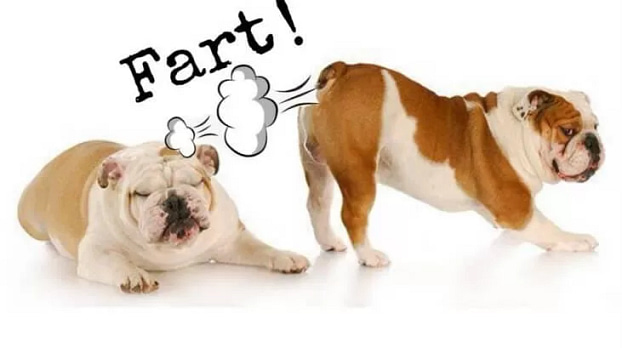 do dogs fart 