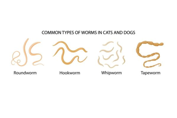 can humans get worms from dogs.