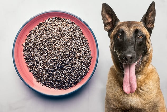 Can dogs eat chia seeds