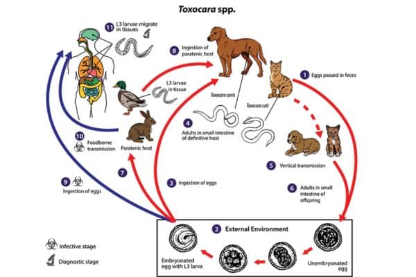 Can Humans Get Worms From Dogs Bone Voyage Dog Rescue   Can Humans Get Worms From Dogs 2 