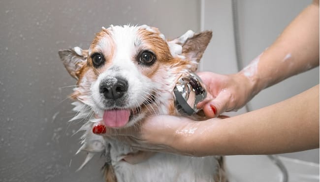 Bath Your Dog
