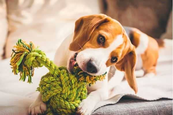 DIY projects for your pup 