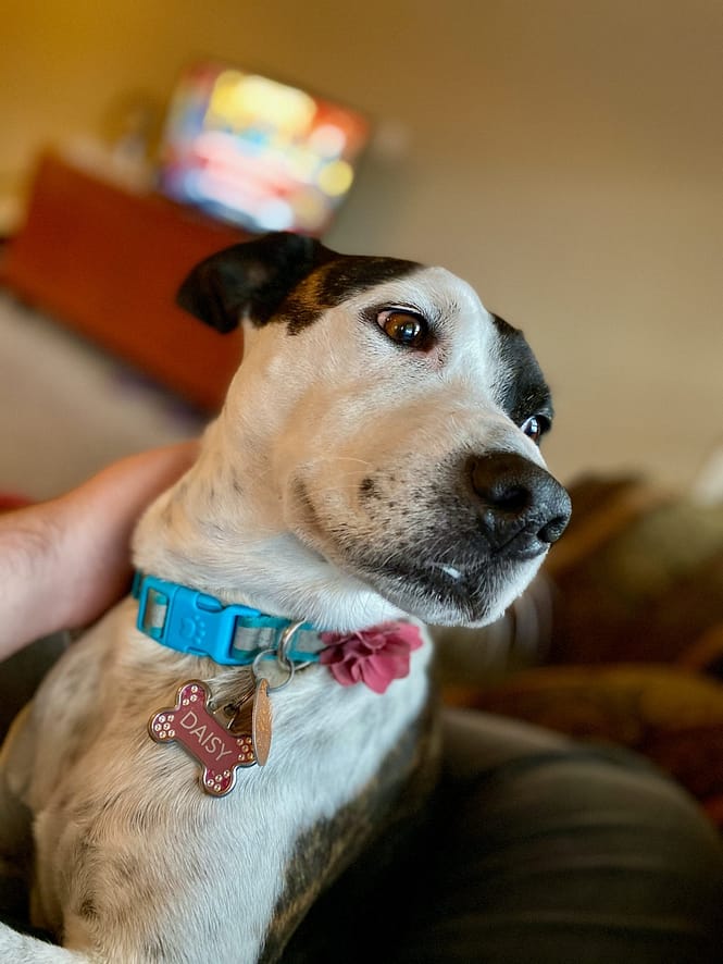 daisy dog collar , adopting a dog , dog adoption , bonevoyagedogrescue
