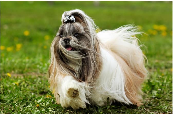 long haired dog breeds