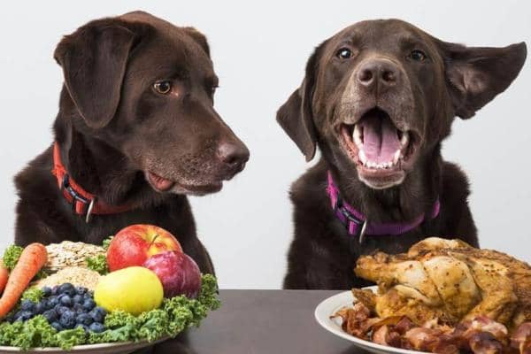 The Evolution of Canine Nutrition_Are Dogs Carnivores