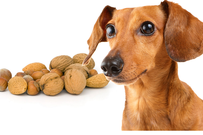 Macadamia nuts best sale and dogs