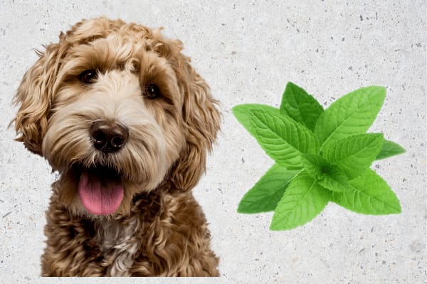Dogs Eat Peppermint