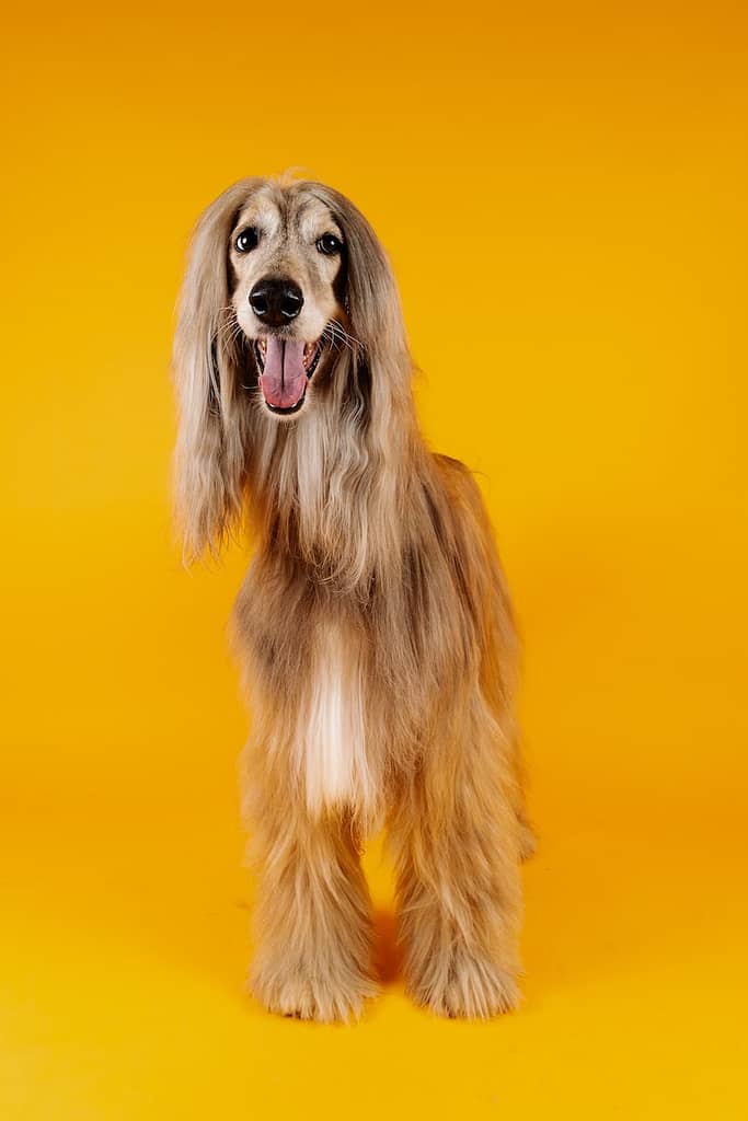 big doggo afghan hound
