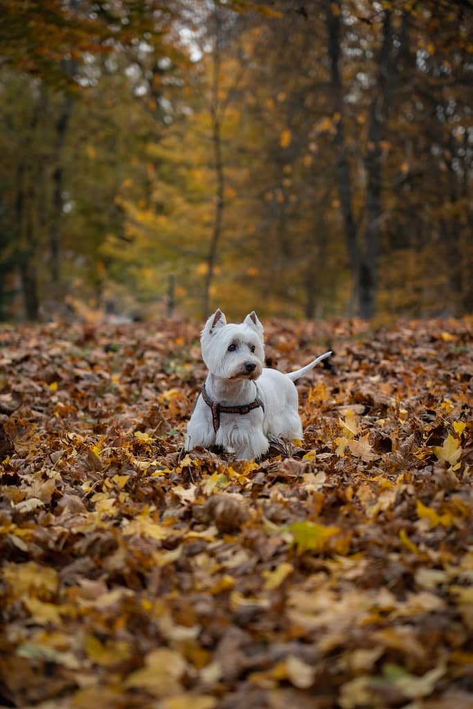 white dog breeds West Highland White Terrier