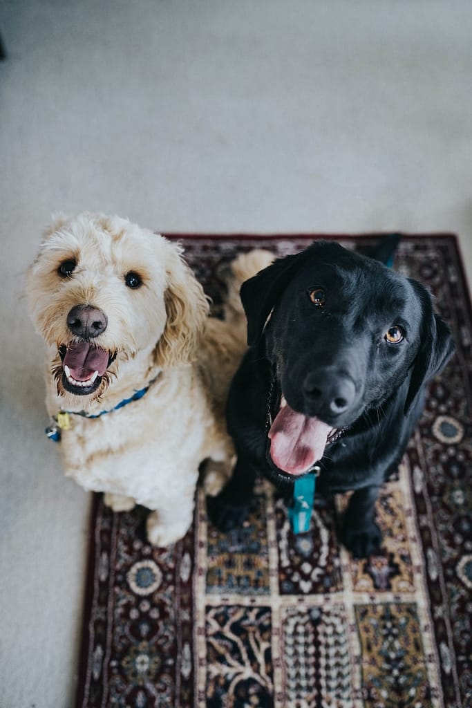 Fun Facts About Dogs two dogs sitting on maroon area rug