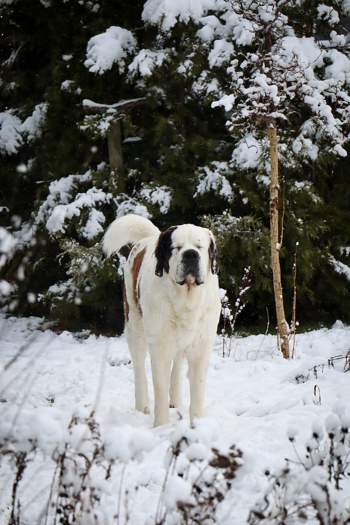 a large adult white, black, and brown Saint Bernard standing in the snow