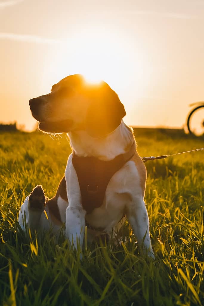 Weimaraner Beagle Mix puppy on green grass field during daytime