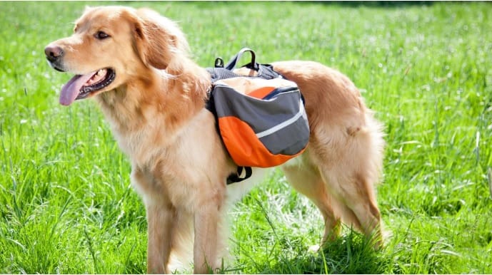 dog bagpack