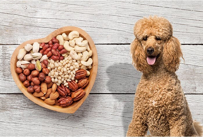 hazelnuts for dogs
