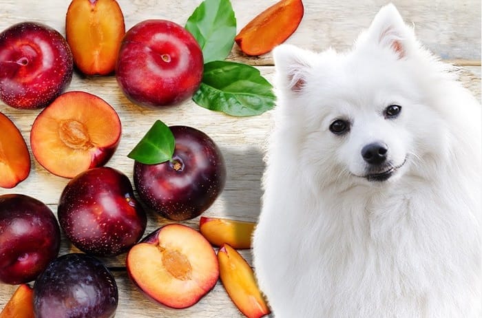 plums for dogs, plums for dogs benefits, plums for dogs risks, how to feed plums to dogs, homemade plum treats for dogs, plum recipes for dogs, dogs