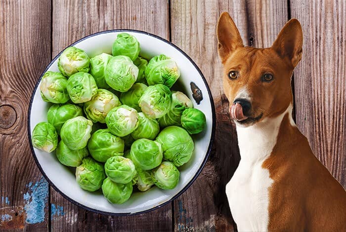 Can Dogs Safely Eat Cabbage