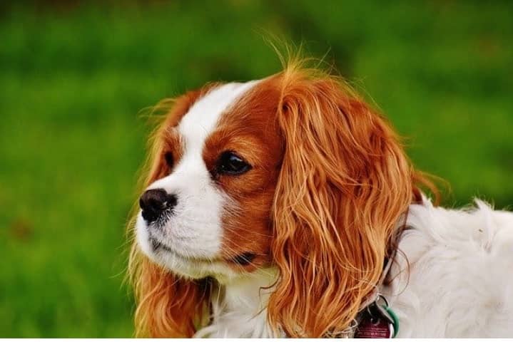 Long ear hair dog hotsell