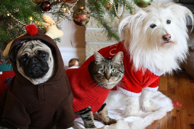 Dog Christmas sweaters