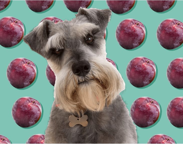 plums for dogs, plums for dogs benefits, plums for dogs risks, how to feed plums to dogs, homemade plum treats for dogs, plum recipes for dogs, dogs