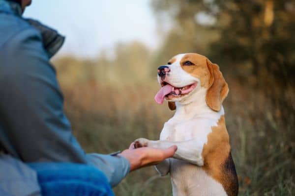 How to Surrender A Dog