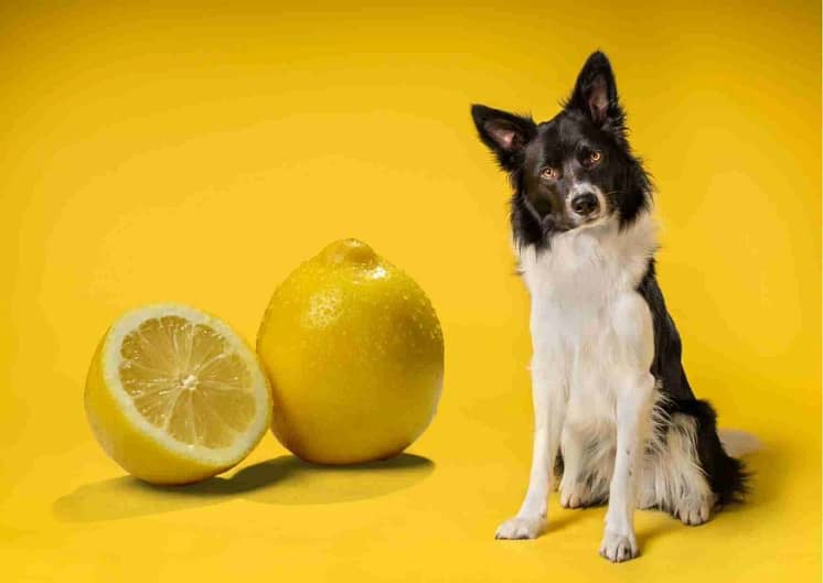 Can Dogs Eat Lemons