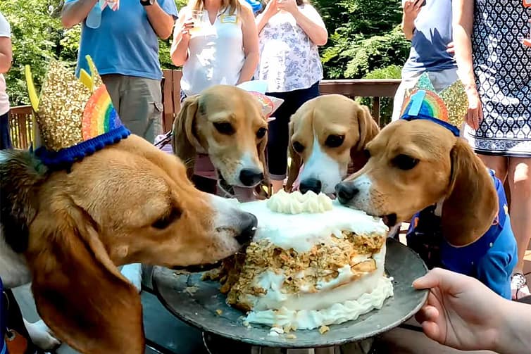 Dog Celebrations