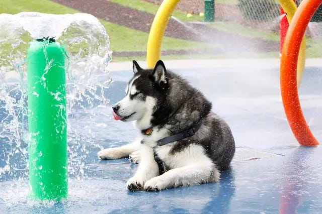  Dog Splash Pads