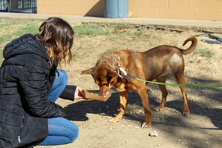 Norco Animal Shelter