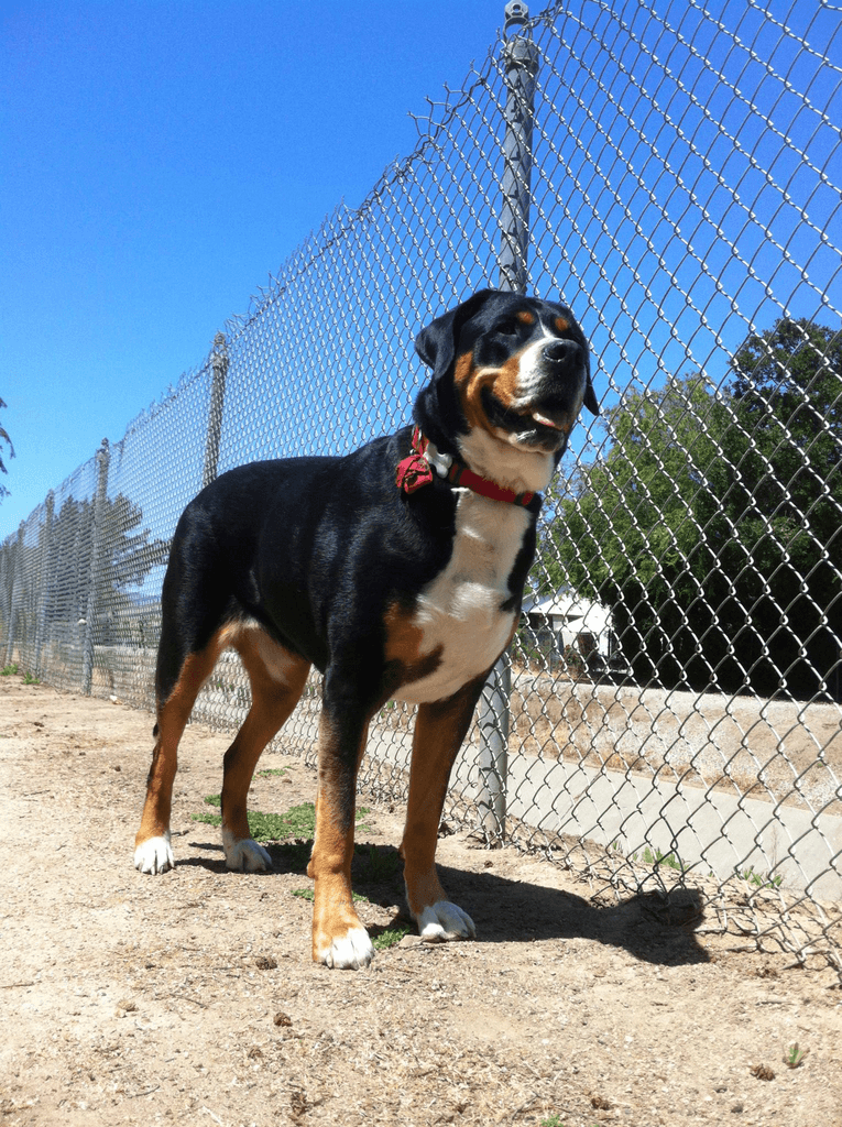 Greater Swiss Mountain Dog height