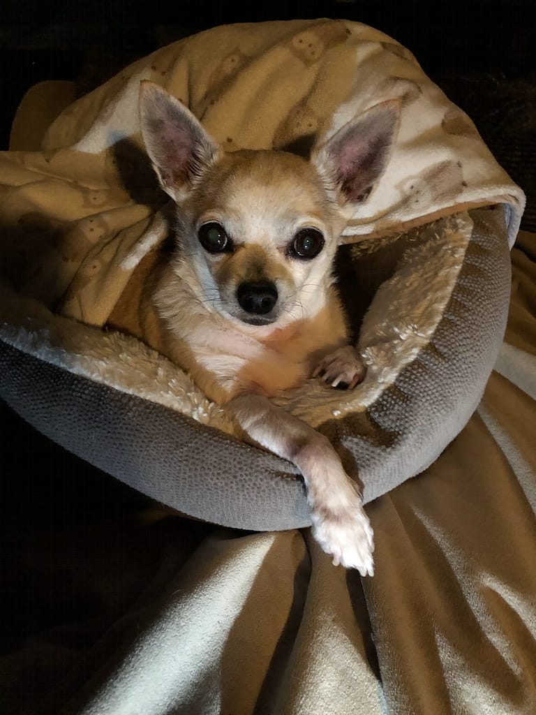brown chihuahua facts on brown textile