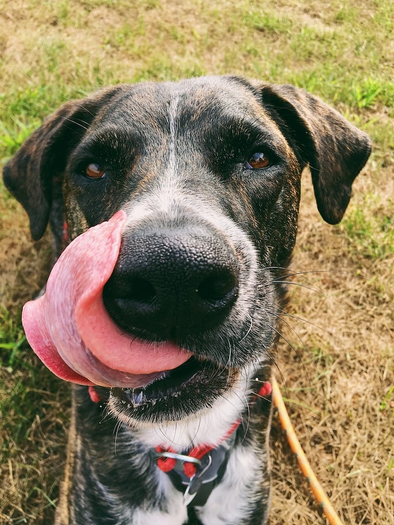 short-coated black dog posing for Tongue-Out Tuesday
