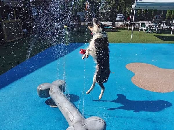  Dog Splash Pads