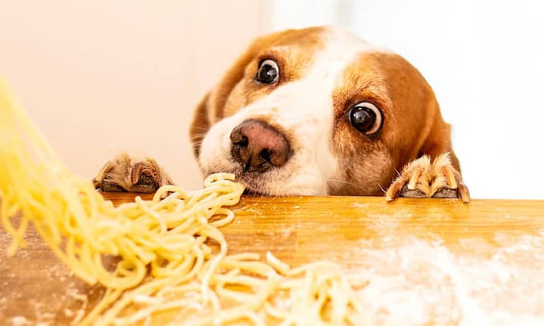 are instant noodles bad for dogs