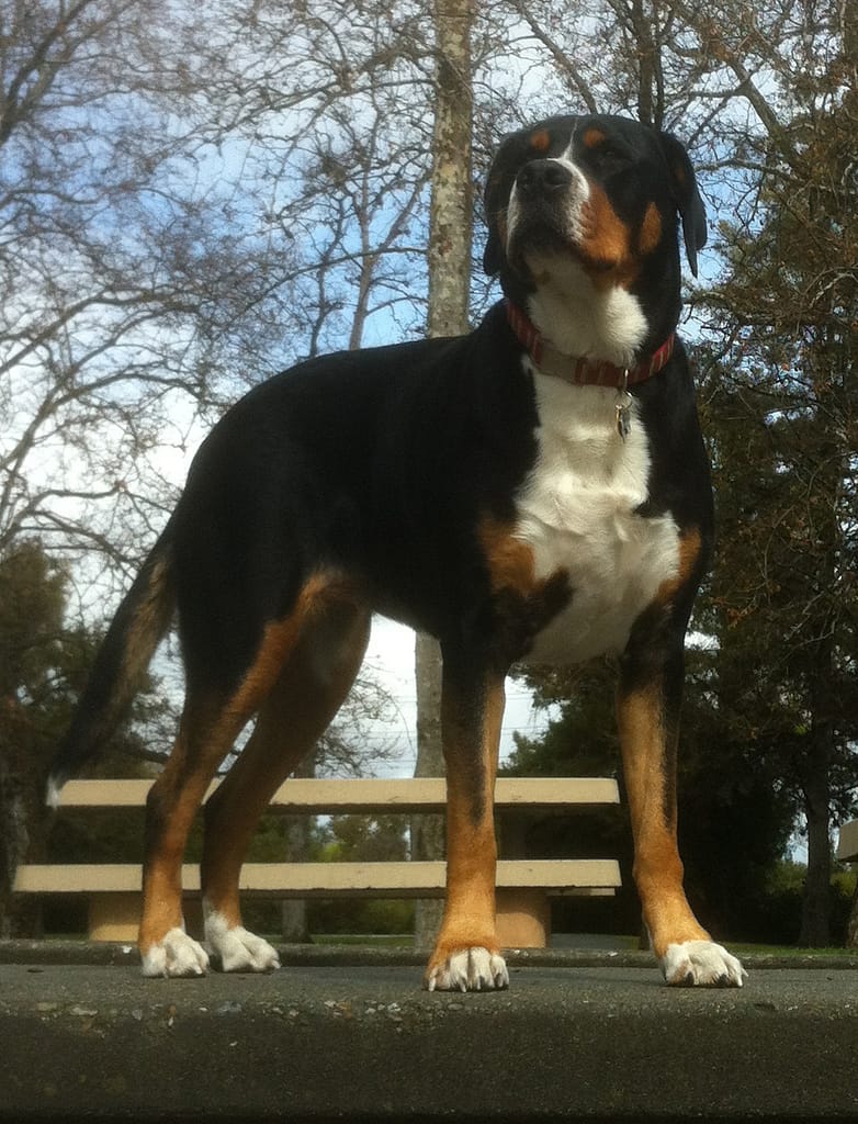 Greater Swiss Mountain Dog - Adult Female