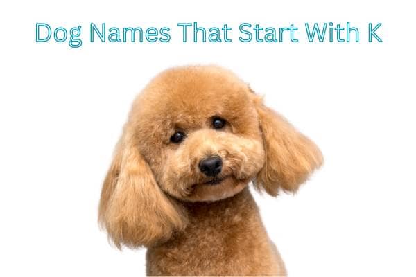 Dog Names That Start With K