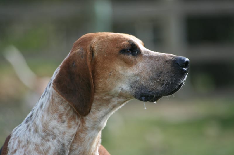 types of hounds foxhound
