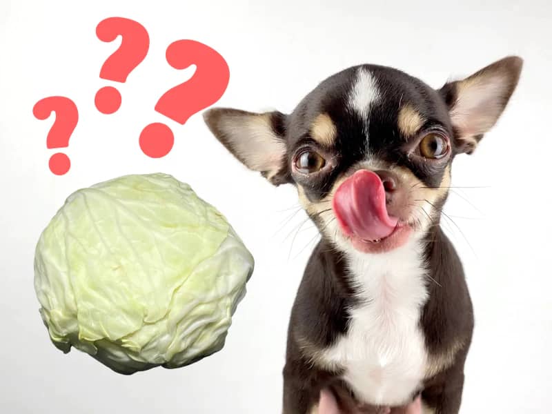 Can Dogs Safely Eat Cabbage