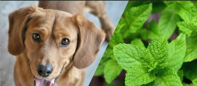 Dogs Eat Peppermint