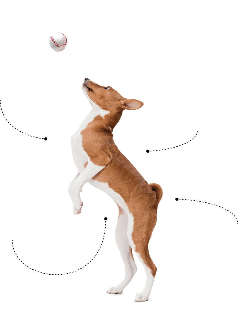 dog playing the ball