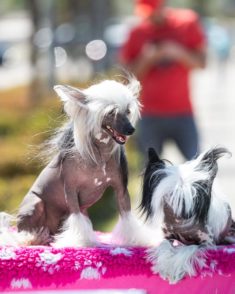 Shallow Focus Photo of Two Chinese Crested Dogs
