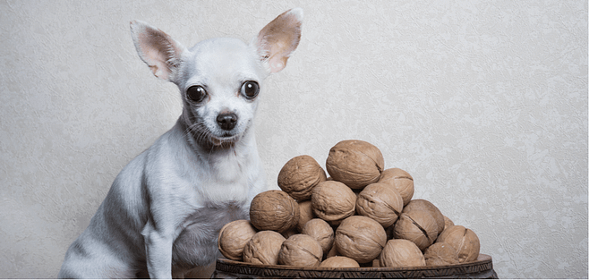 Can dogs eat macadamia nuts