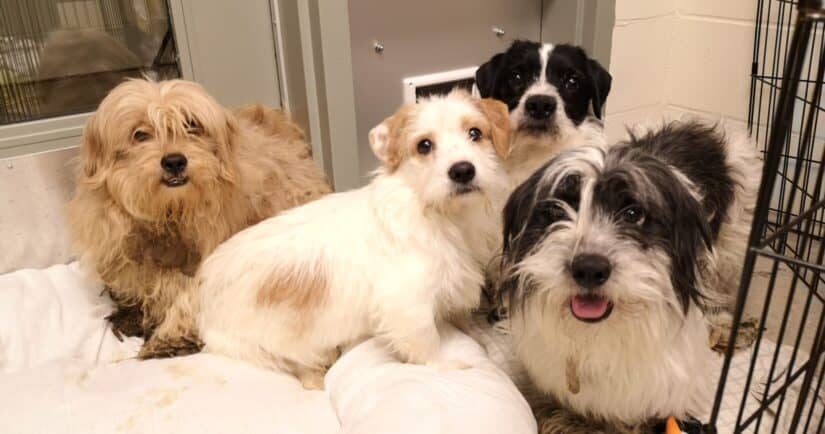 SPCA Dog Adoption