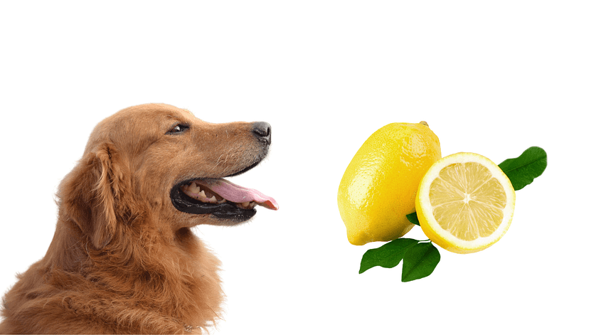 Can Dogs Eat Lemons