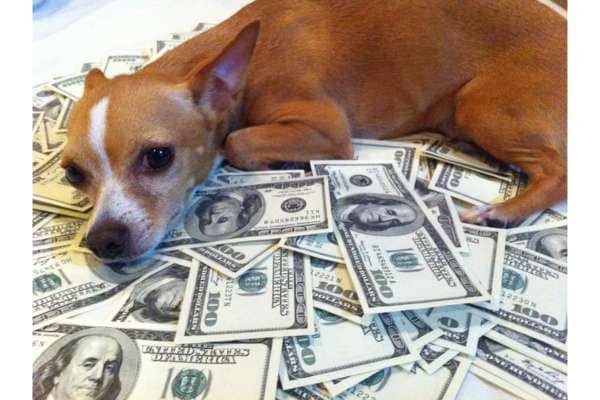20 Ways To Save On Your Dogs Expenses