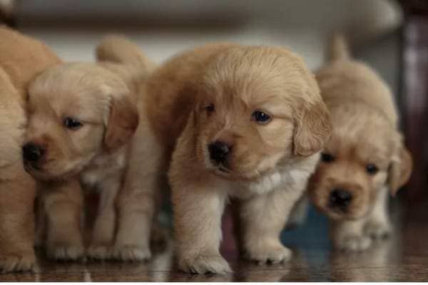 Puppies are available for sale