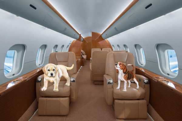 dogs fly to the US